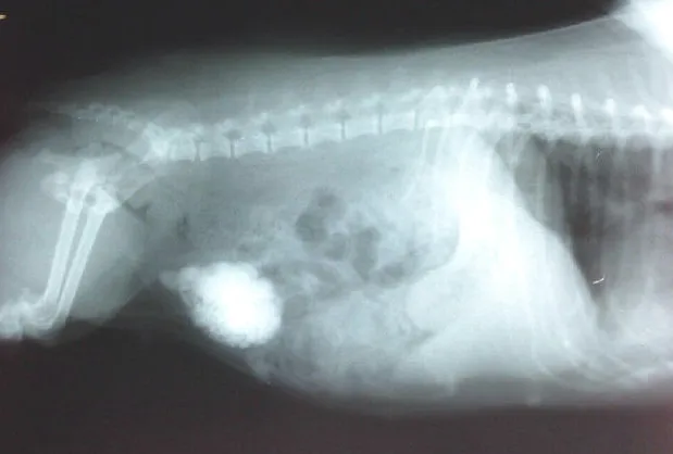 犬尿道结石的诊断