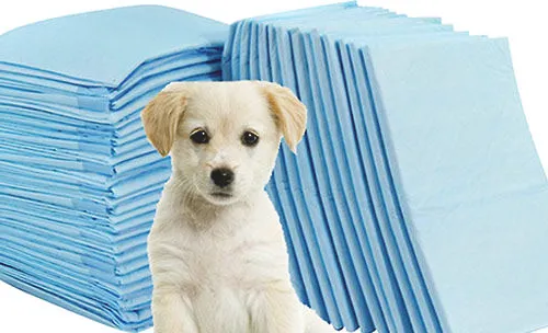 怎么教狗狗使用尿垫