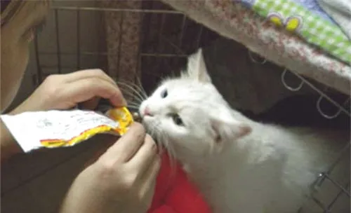 猫生病不吃东西怎么办？