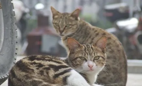 中国狸花猫的喂食要求