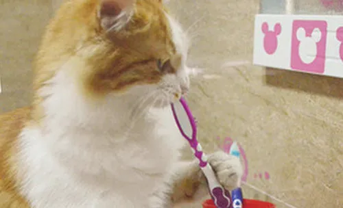 如何有效地帮猫咪清洁牙齿