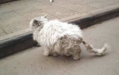 猫感染性腹泻及诊疗