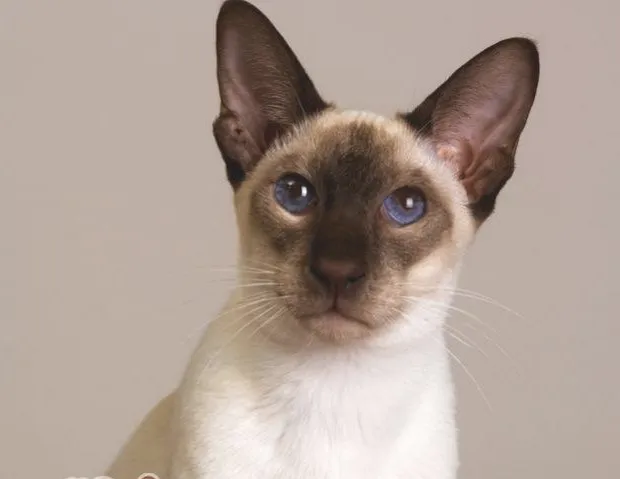介绍四种比较耐热的猫咪
