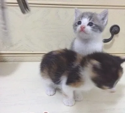 四招应对猫咪吃药难的问题