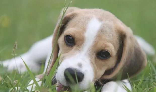 正确给比格犬补钙