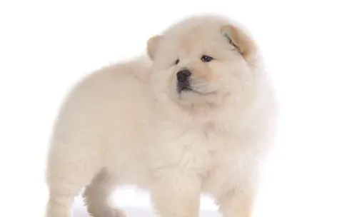 引起犬眼睑内翻的三大原因