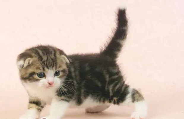 猫咪常见骨骼问题