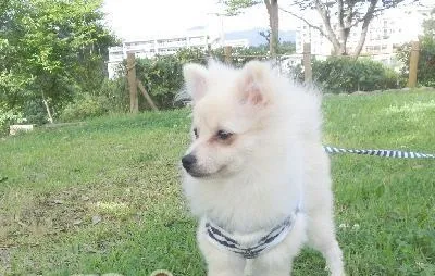 如何训练幼犬回应名字