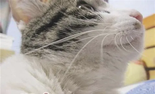 猫敏感的胡须