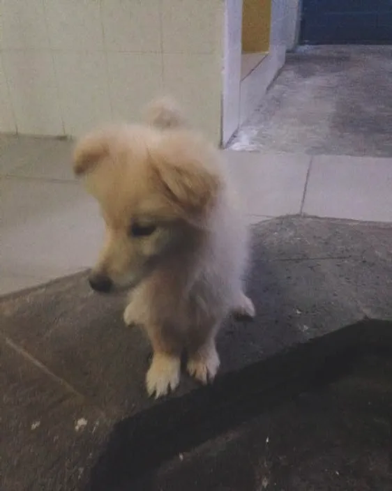 犬口腔溃疡的治疗