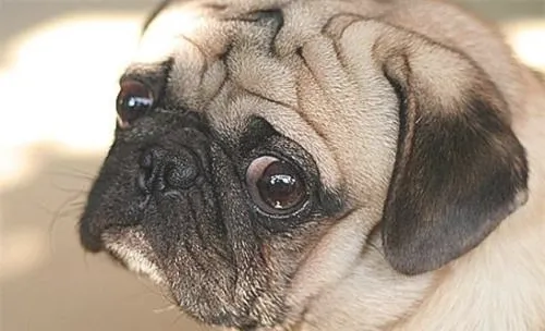 犬传染性肠炎的治疗原则