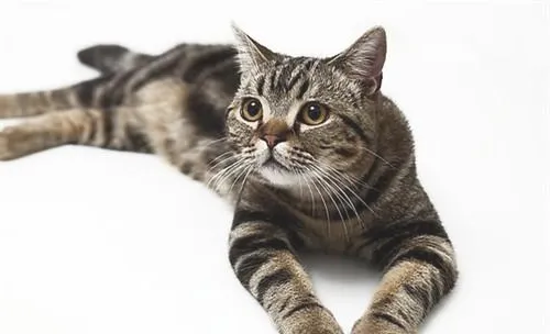 猫咪肠炎的临床症状