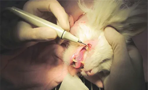 猫咪洗牙的前后顺序及注意事项