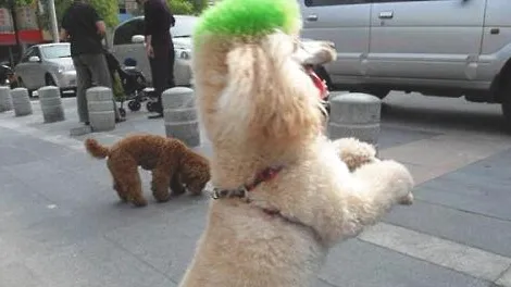 泰迪犬经常眼泪汪汪的是有什么眼部疾病吗？