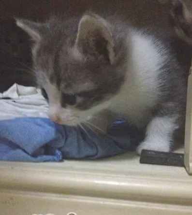 猫咪领养之你是否适合领养幼猫