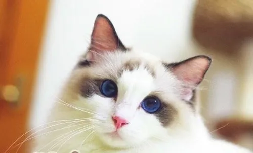猫咪流口水的原因有哪些