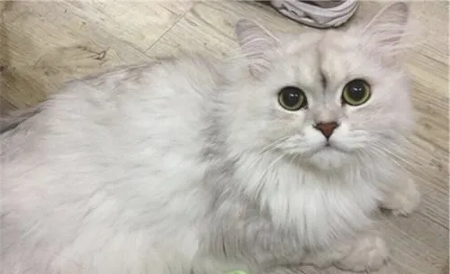 猫咪中毒后如何抢救