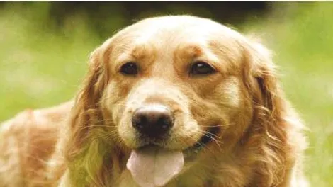 为什么金毛犬的鼻子在冬天就褪色？