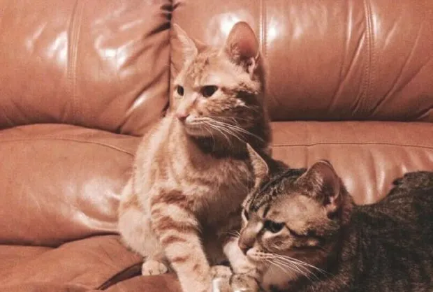 宠物私密之交配