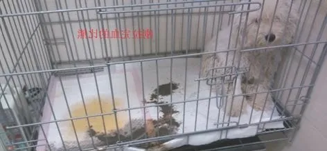 关于细小病毒的偏方和想法