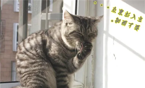 猫咪不断的洗脸是为什么？