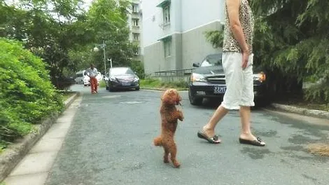 怎么能训练贵宾犬站立行走？