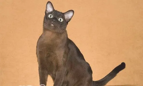 东奇尼猫的性格特点如何