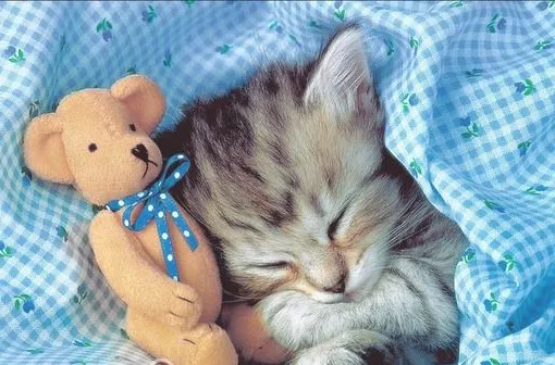 猫咪养护之警惕猫咪药物中毒
