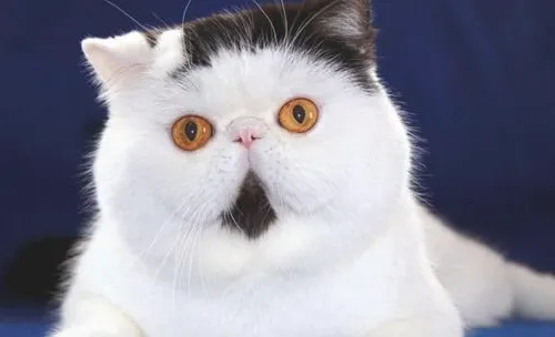 如何让猫咪适应航空箱