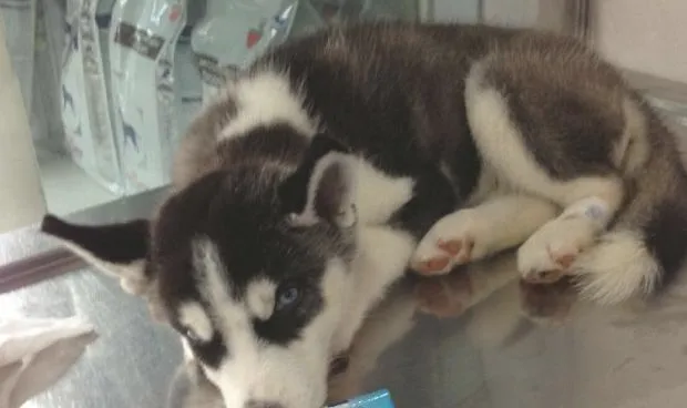 安宫牛黄丸在犬瘟热病例治疗中的应用