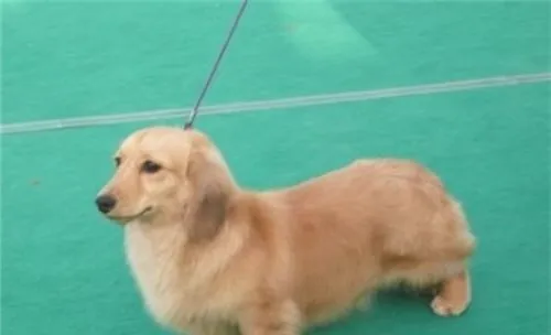 犬脓皮病的病因分析