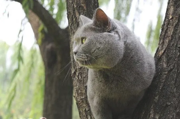 猫咪的一些正常生理指标