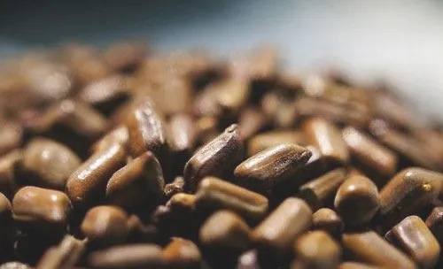 适宜猫咪的平肝明目药