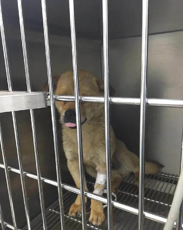 中华田园犬子宫蓄脓的诊治
