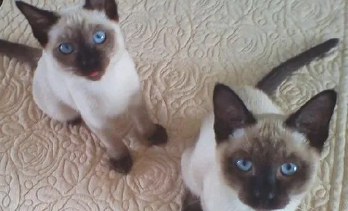猫得尿毒症该怎么办