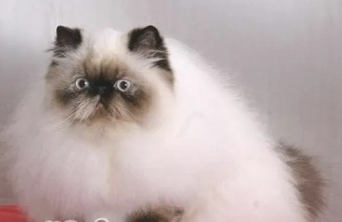 猫咪需要经常吃钙片吗