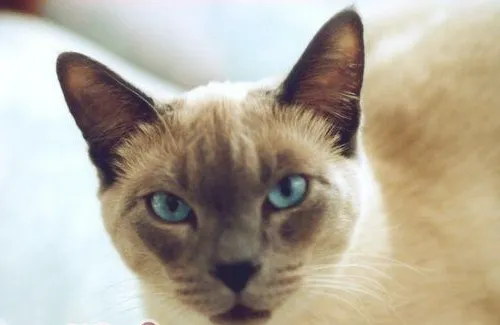 猫咪为什么难以训练