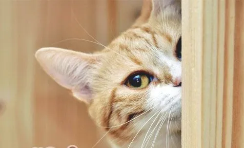 如何拒绝猫咪的乞食