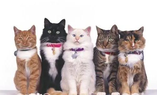 给宠物做绝育手术的好处