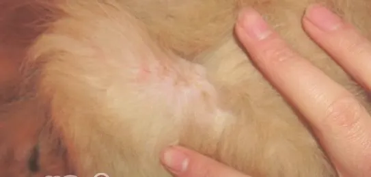 宠物犬常见的皮肤病有哪些