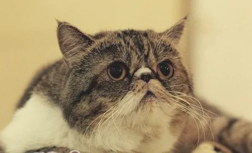 如何鉴别异国短毛猫