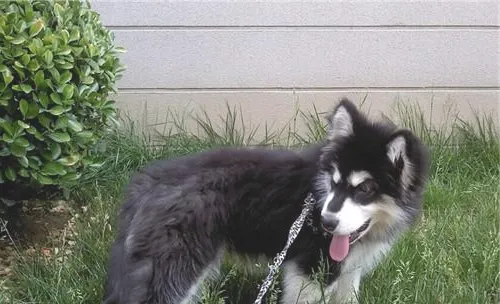 犬大叶性肺炎的病因及症状