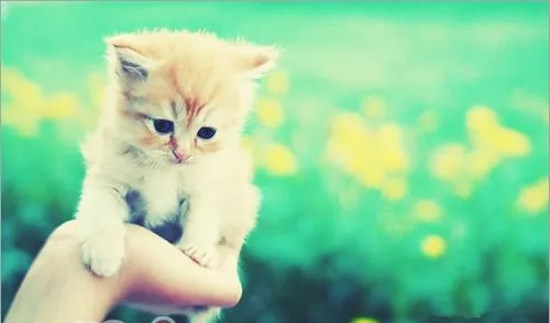 合格猫奴必学：如何为爱猫做按摩