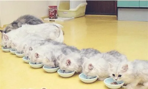 猫咪临产前，主人要准备些什么