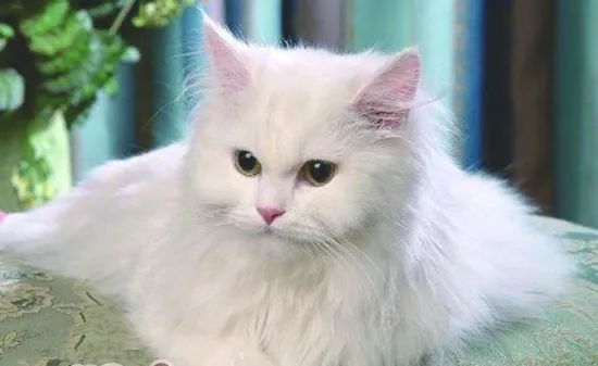 猫咪受惊吓后胆子小怎么办