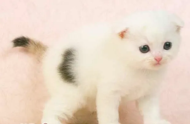苏格兰折耳猫的遗传疾病