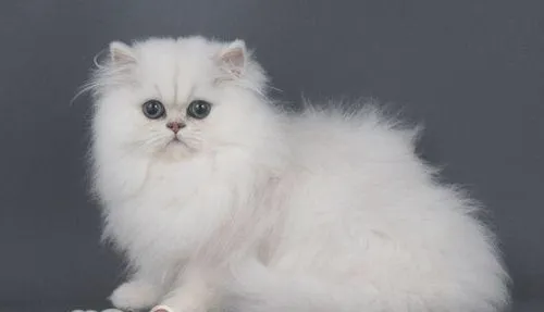 人能吃猫粮吗