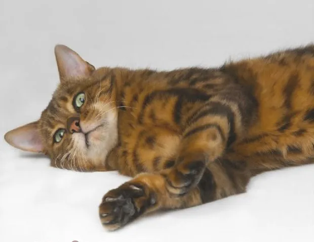 如何训练猫咪的攻击性行为
