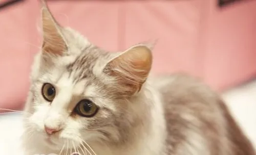 缅因猫的形态特征