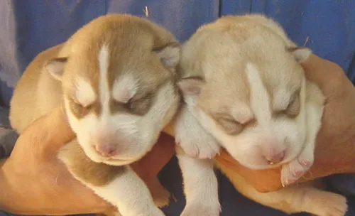 新生幼犬有哪些常见病
